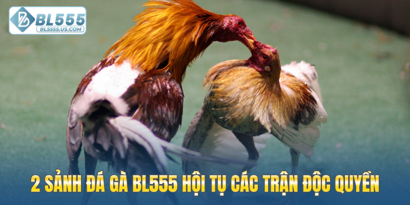 2 sảnh đá gà BL555 hội tụ các trận độc quyền