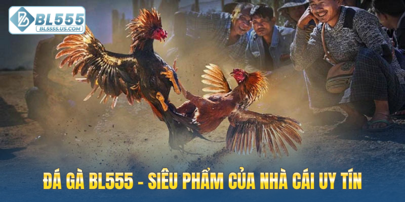 Đá gà BL555 - Siêu phẩm của nhà cái uy tín