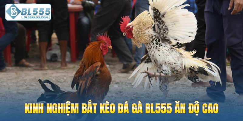 Kinh nghiệm bắt kèo đá gà BL555 ăn độ cao